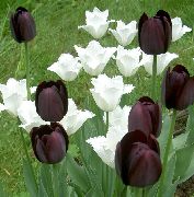 ������ ������� ����� ������� ����, �����������, ������� � ����, ������ Tulipa  ������