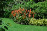 ������� ������� ����� ������� ����, �����������, ������� � ����, ������ Watsonia  ������