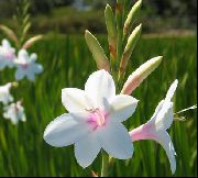 ����� ������� ����� ������� ����, �����������, ������� � ����, ������ Watsonia  ������