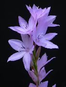 ��������� ������� ����� ������� ����, �����������, ������� � ����, ������ Watsonia  ������