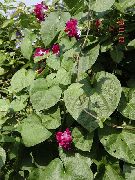 ������� ������� ����� �������� (������) ����, �����������, ������� � ����, ������ Ipomoea  ������