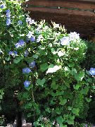 ������� ������� ����� �������� (������) ����, �����������, ������� � ����, ������ Ipomoea  ������