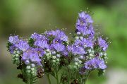 ������� ������� ����� ������� ����, �����������, ������� � ����, ������ Phacelia  ������