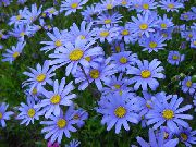 ������� ������� ����� ������� ����, �����������, ������� � ����, ������ Felicia amelloides ������