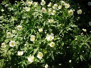 Ветренница (анемона) канадская Anemone canadensis
