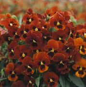 ������� ������� ����� ������ ������� ����, �����������, ������� � ����, ������ Viola cornuta ������