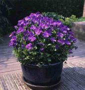 ���������� ������� ����� ������ ������� ����, �����������, ������� � ����, ������ Viola cornuta ������