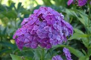 ��������� ������� ����� ����� ����������� ����, �����������, ������� � ����, ������ Phlox paniculata  ������