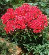 ������� ������� ����� ����� ����������� ����, �����������, ������� � ����, ������ Phlox paniculata  ������