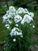 ����� ������� ����� ����� ����������� ����, �����������, ������� � ����, ������ Phlox paniculata  ������