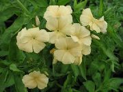 ������ ������� ����� ����� ��������� ����, �����������, ������� � ����, ������ Phlox drummondii ������