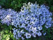 ������� ������� ����� ����� ���������� ����, �����������, ������� � ����, ������ Phlox subulata  ������