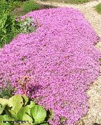 ������� ������� ����� ����� ���������� ����, �����������, ������� � ����, ������ Phlox subulata  ������