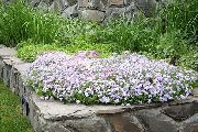 ����� ������� ����� ����� ���������� ����, �����������, ������� � ����, ������ Phlox subulata  ������