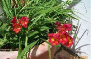 ������� ������� ����� ������ ����, �����������, ������� � ����, ������ Freesia  ������