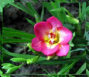 ������� ������� ����� ������ ����, �����������, ������� � ����, ������ Freesia  ������