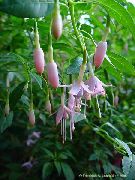 ������� ������� ����� ������ ����, �����������, ������� � ����, ������ Fuchsia   ������