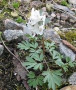 ����� ������� ����� �������� ������ ����, �����������, ������� � ����, ������ Corydalis  ������