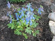������� ������� ����� �������� ������ ����, �����������, ������� � ����, ������ Corydalis  ������