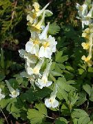 ������ ������� ����� �������� ������ ����, �����������, ������� � ����, ������ Corydalis  ������