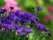 ����� ������� ����� ���������� ��������� ����, �����������, ������� � ����, ������ Chrysanthemum ������