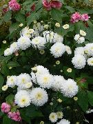 ����� ������� ����� ���������� ��������� ����, �����������, ������� � ����, ������ Chrysanthemum ������