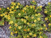 ������ ������� ����� ���������� ����, �����������, ������� � ����, ������ Chrysogonum  ������