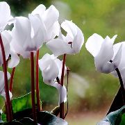 ����� ������� ����� �������� ����������� ����, �����������, ������� � ����, ������ Cyclamen  ������