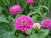 ��������� ������� ����� ������ ����, �����������, ������� � ����, ������ Zinnia ������