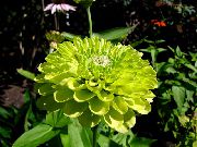 ������� ������� ����� ������ ����, �����������, ������� � ����, ������ Zinnia ������