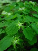 Анемонелла Anemonella thalictroides
