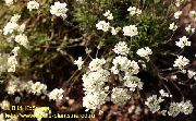 Шиверекия Schivereckia