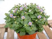 ��������� ������� ����� ������� ����, �����������, ������� � ����, ������ Exacum affine ������