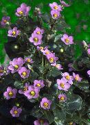 ������� ������� ����� ������� ����, �����������, ������� � ����, ������ Exacum affine ������
