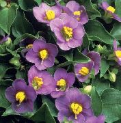 ���������� ������� ����� ������� ����, �����������, ������� � ����, ������ Exacum affine ������