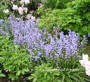 ������� ������� ����� �������� ����, �����������, ������� � ����, ������ Endymion hispanicus, Hyacinthoides hispanica ������