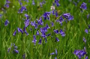 ����� ������� ����� �������� ����, �����������, ������� � ����, ������ Endymion hispanicus, Hyacinthoides hispanica ������