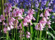 ������� ������� ����� �������� ����, �����������, ������� � ����, ������ Endymion hispanicus, Hyacinthoides hispanica ������