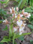 ������� �������� (���������) Epipactis 