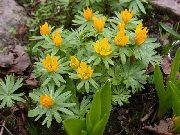 ������� (��������) ������� �����