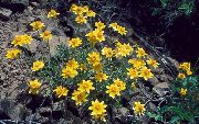 ������ ������� ����� ���������� ����, �����������, ������� � ����, ������ Eriophyllum  ������
