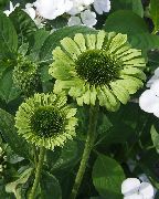 ������� ������� ����� �������� ����, �����������, ������� � ����, ������ Echinacea  ������