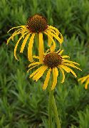 ������ ������� ����� �������� ����, �����������, ������� � ����, ������ Echinacea  ������