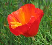 ������� ������� ����� ��������� ����, �����������, ������� � ����, ������ Eschscholzia californica ������
