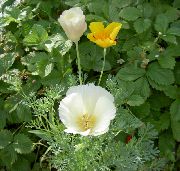 ����� ������� ����� ��������� ����, �����������, ������� � ����, ������ Eschscholzia californica ������