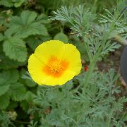 ������ ������� ����� ��������� ����, �����������, ������� � ����, ������ Eschscholzia californica ������