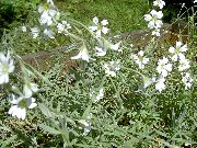 ����� ������� ����� ������� ����, �����������, ������� � ����, ������ Cerastium  ������