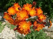 ��������� ������� ����� ���������� ����, �����������, ������� � ����, ������ Hieracium  ������