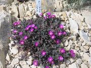 ���������� ������� ����� ���������a ����, �����������, ������� � ����, ������ Delosperma  ������