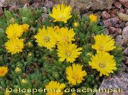 ������ ������� ����� ���������a ����, �����������, ������� � ����, ������ Delosperma  ������